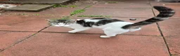 Mixed Breed cats for sale: 2 male Kittens in Birmingham - Advert 3