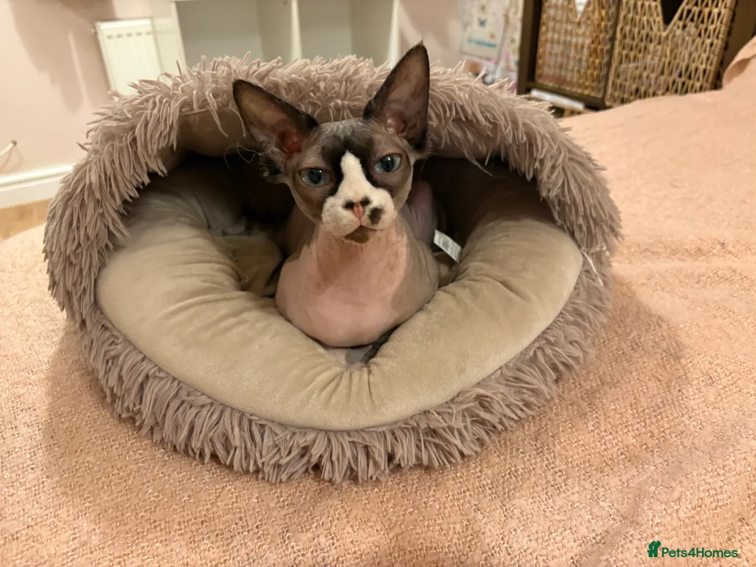 Sphynx cats for sale: Female Sphynx  - Advert 1