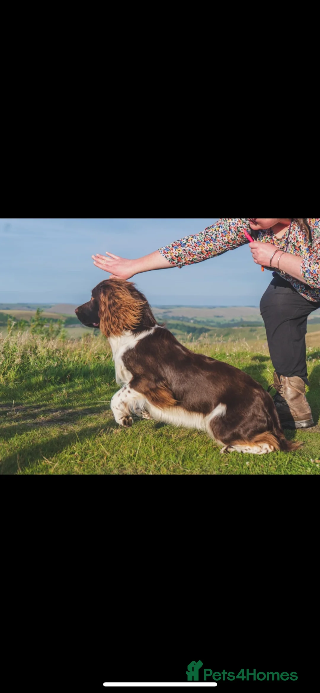 English Springer Spaniel dogs for sale: Outstanding KC Health Tested Springer Spaniel - Advert 20