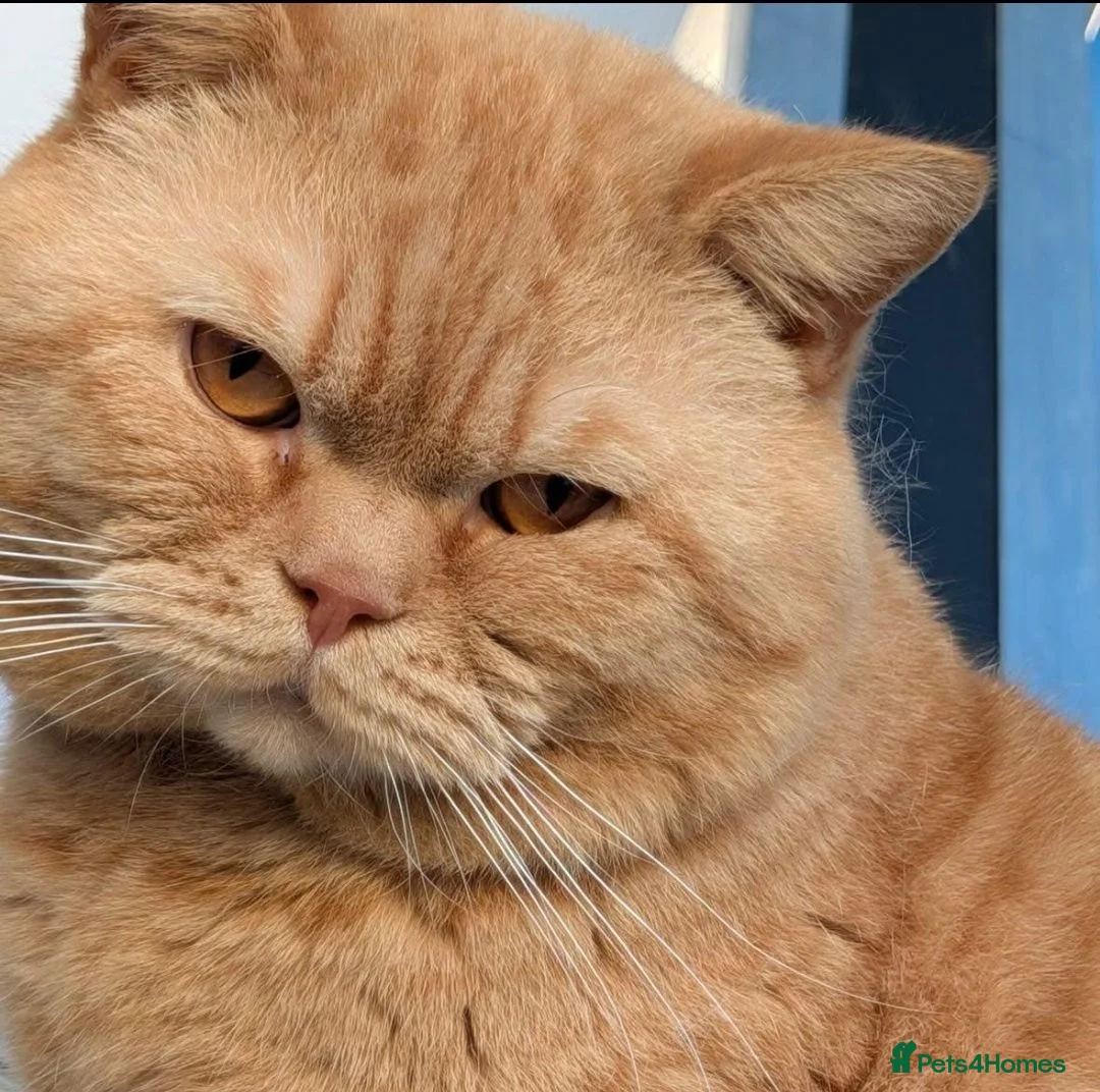 British Shorthair cats for sale: *GCCF Registered Babies, Ready Now* - Advert 7