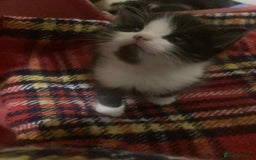 Mixed Breed cats for sale: 1 beautiful girl kitten - Advert 4