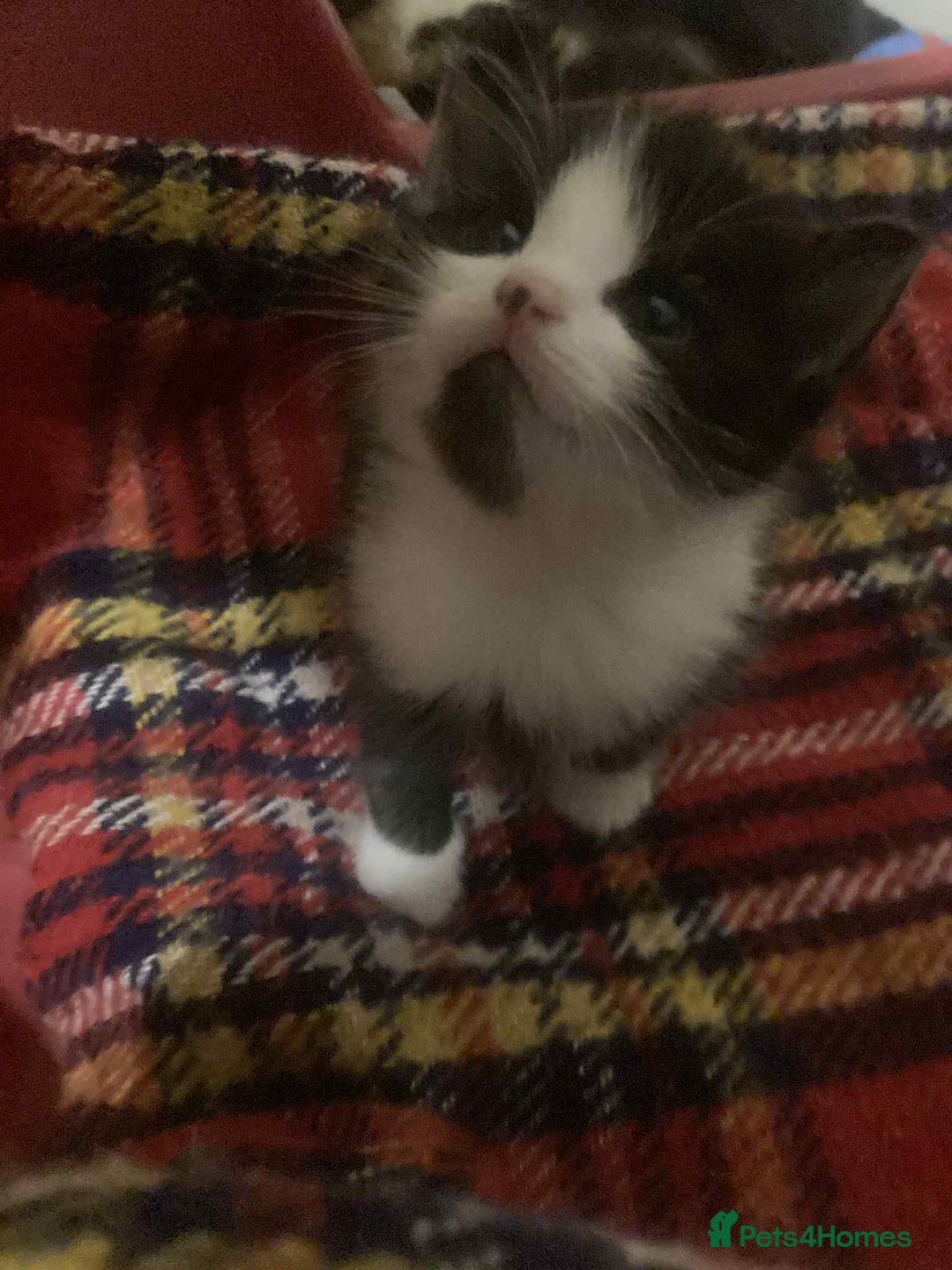 Mixed Breed cats for sale: 1 beautiful girl kitten - Advert 4