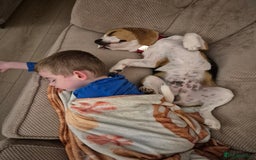 Beagle dogs for sale: 9 mouths old puppy beagle  - Image 2