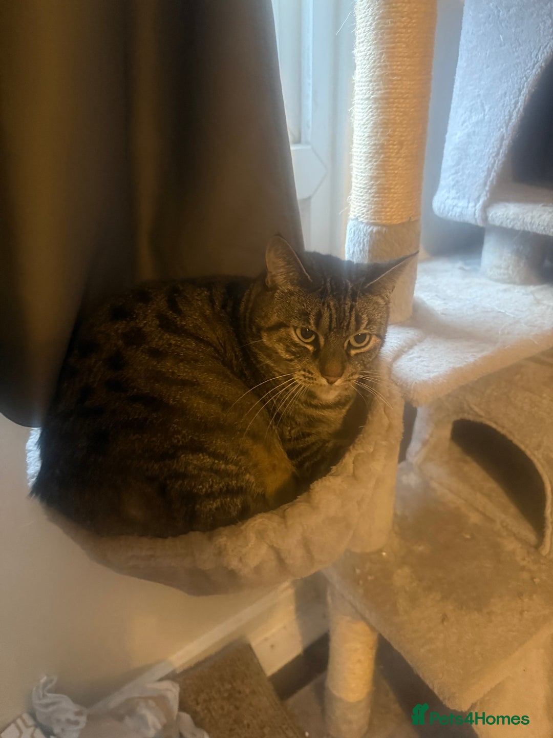 American Shorthair cats for sale: Lola  - Advert 3