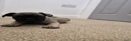 French Bulldog dogs for sale: Adorable Fremch bull dog puppies  in Stoke-on-Trent - Advert 16