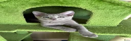 Russian Blue cats for sale: TICA 5* Pedigree Russian blue kittens - Advert 7