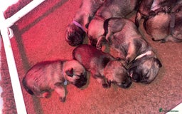 Border Terrier dogs for sale: Pedigree slem clear border terrier - Image 8