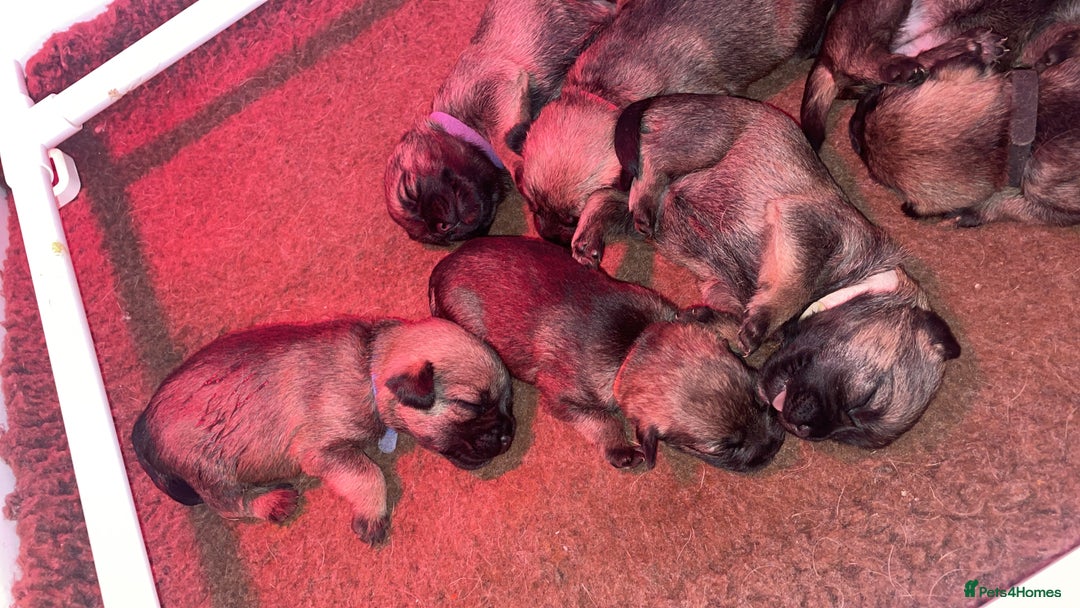 Border Terrier dogs for sale: Pedigree slem clear border terrier - Image 8