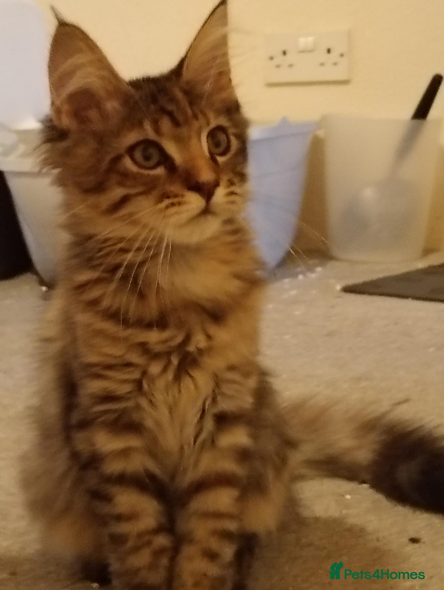 Maine Coon cats Maine Coon Kittens for Sale - Advert 8