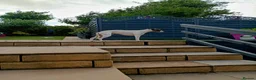 Whippet dogs for sale: 2 year Whippet for sale - Advert 2