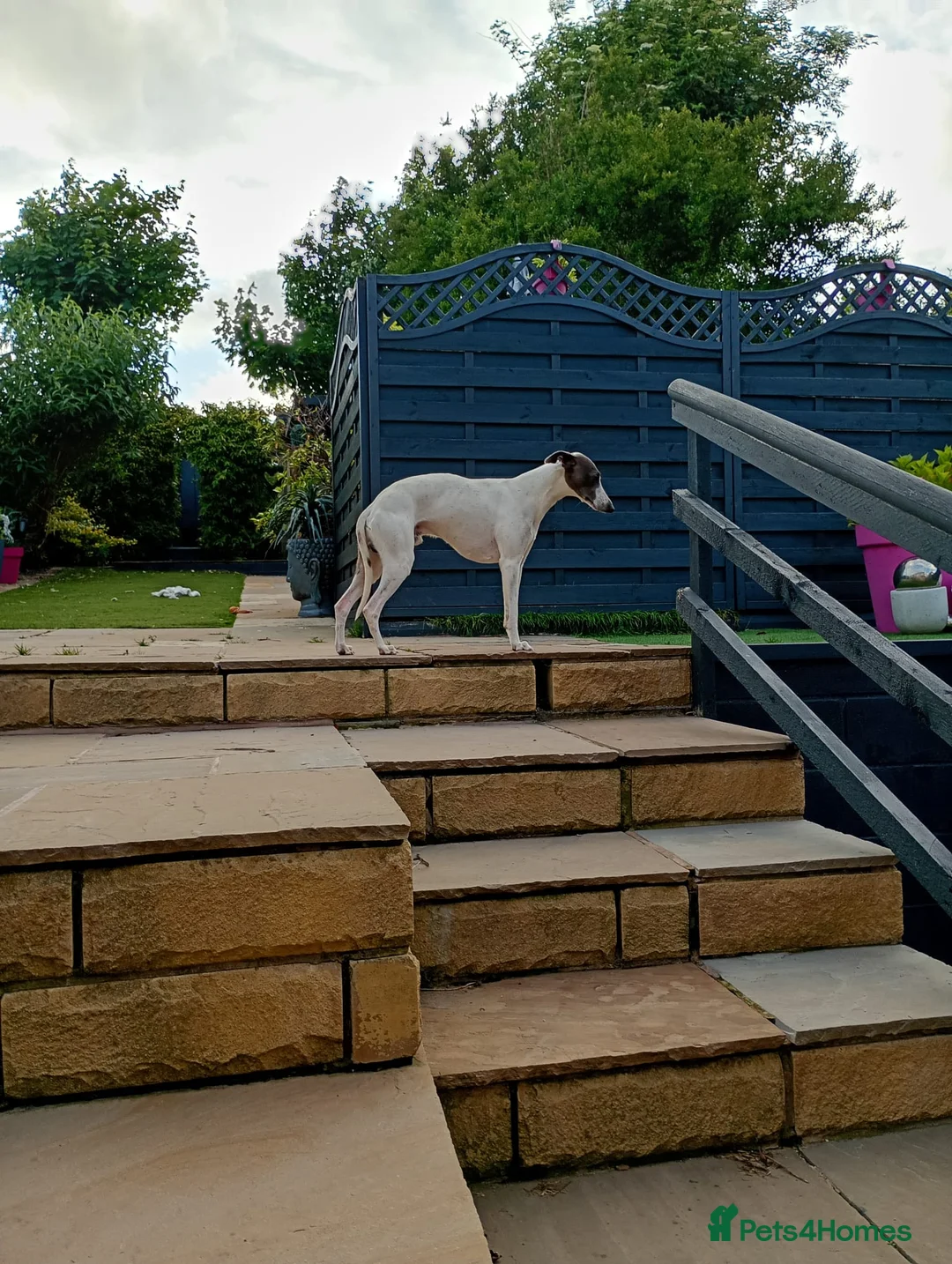 Whippet dogs for sale: 2 year Whippet for sale - Advert 2