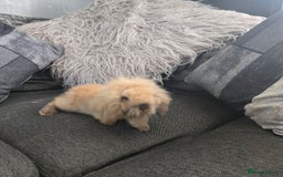 Mini Lion Lop rabbits for sale: 8 weeks Tiny MINI LION LOP BABY Boy - Image 2