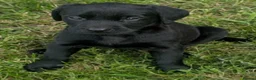 Labrador Retriever dogs for sale: gamekeeper has 2 gorgeous labradors left - Advert 5