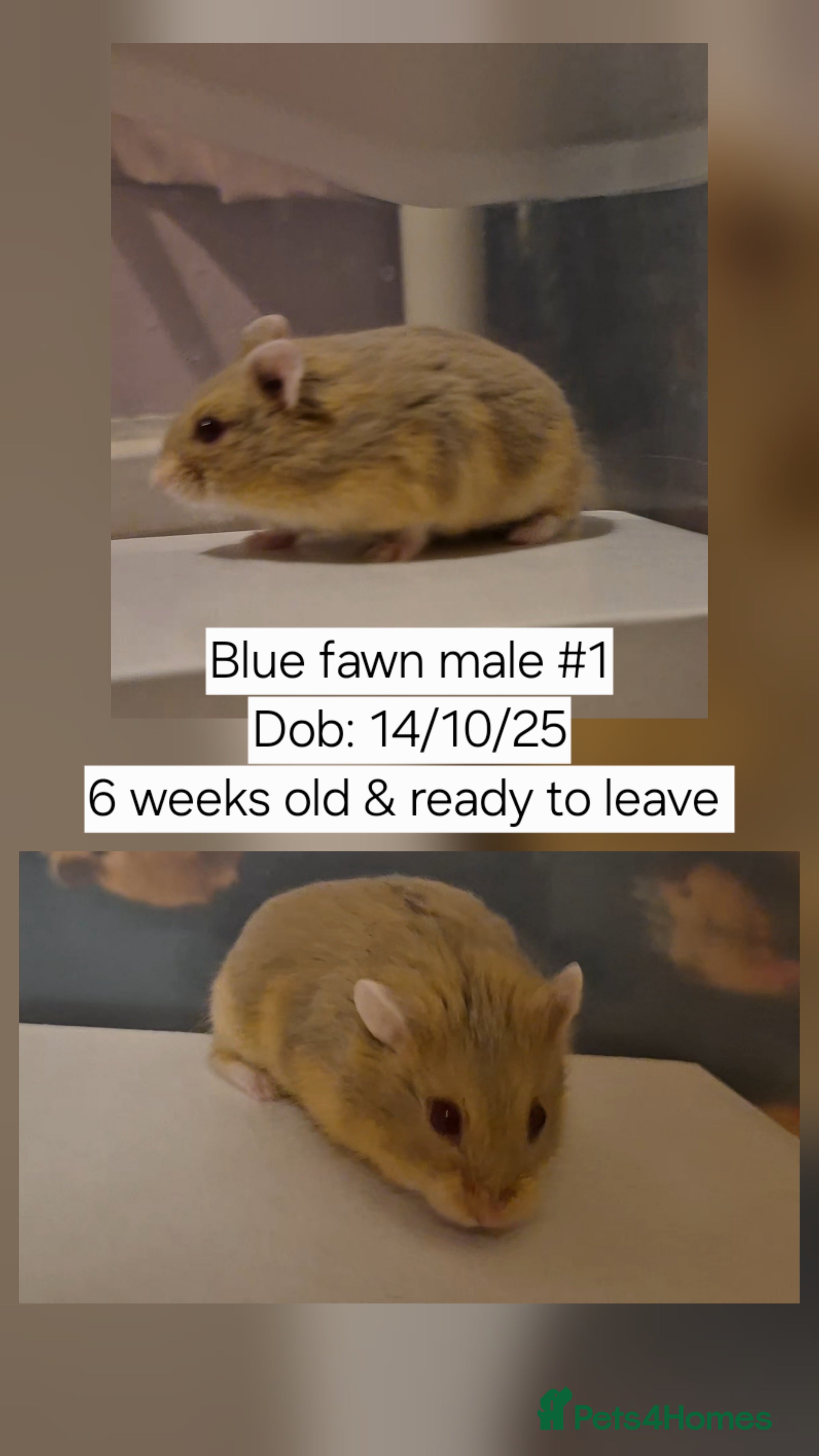 Hamster rodents 1 Stunning Baby campbell dwarf hamster 👀🏡 - Advert 9