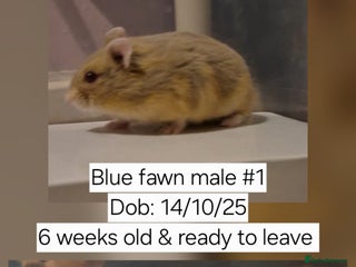 Hamster rodents Stunning Pedigree campbell dwarf hamster - Advert 15