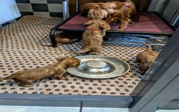Cavalier King Charles Spaniel dogs for sale: Stunning Deep Ruby Cavalier king Charles puppies  - Image 5