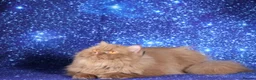 British Longhair cats for sale: Cinnamon British Longhaired cat available  - Advert 7