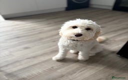 Cockapoo dogs for sale: Phoebe the cockapoo - Image 1