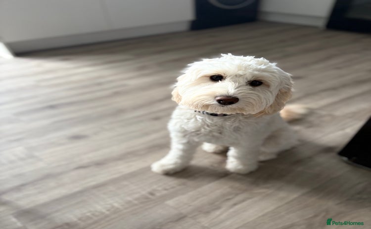 Cockapoo dogs - Advert 15