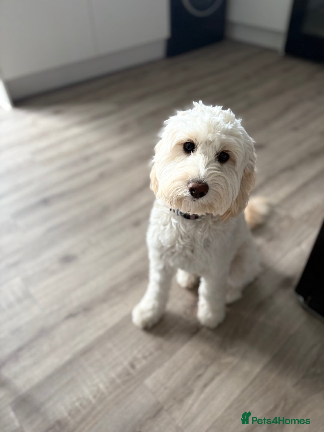 Cockapoo dogs for sale: Phoebe the cockapoo - Image 1