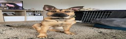 Mixed Breed dogs for sale: 7 Month Old Bullherder Puppy for rehome - Advert 1