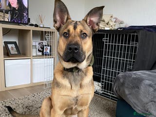 Mixed Breed dogs 7 Month Old Bullherder Puppy for rehome - Advert 1