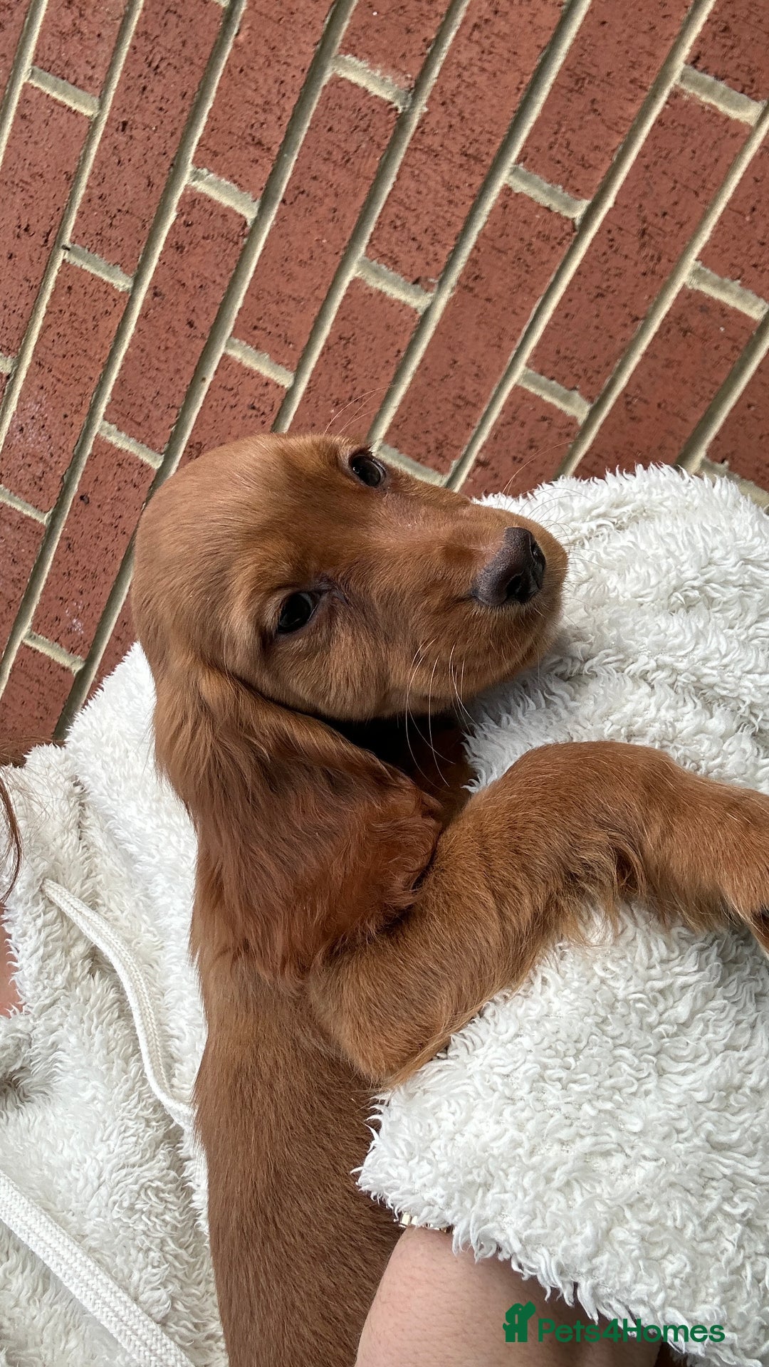 Cocker Spaniel dogs for sale: ‼️REDUCED‼️KC registered Red Cocker Spaniel Pups  - Image 5
