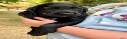 Cocker Spaniel dogs for sale: 🐾 Beautiful Cocker Spaniel Puppies 🐾 - Advert 6