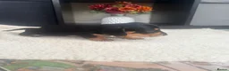 Miniature Dachshund dogs for sale: Lovely litter of 5 Miniature Dachshunds  - Advert 21