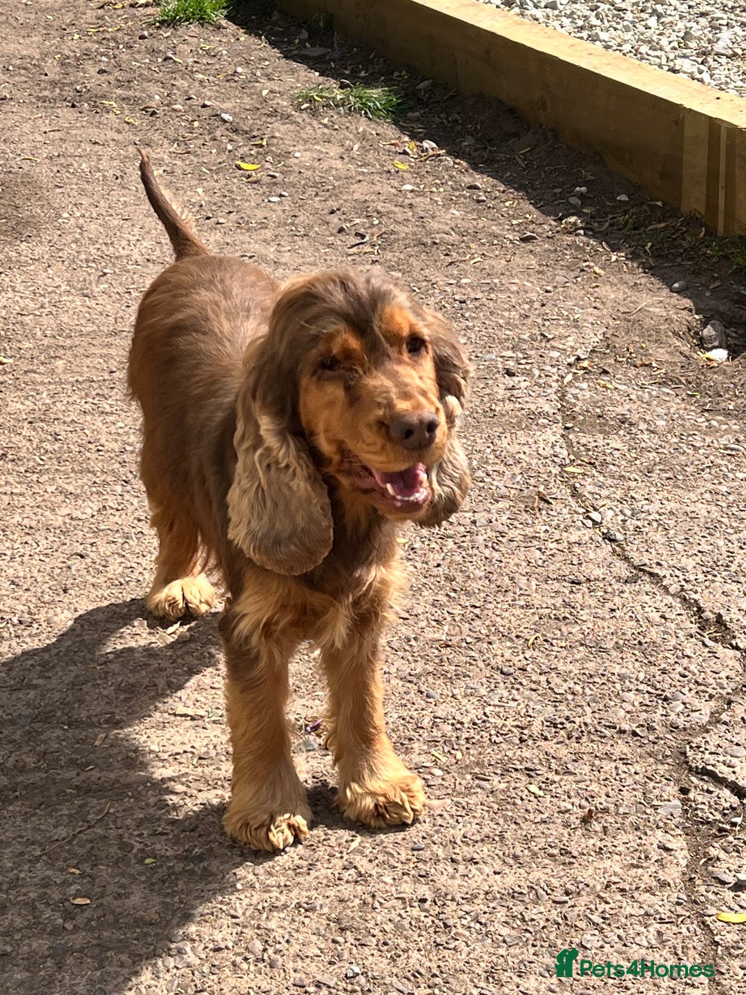 Cocker Spaniel dogs for sale: Adult kc reg show cockers  - Advert 4