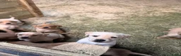 Labrador Retriever dogs for sale: Beautiful Baby Ladradors  - Advert 5