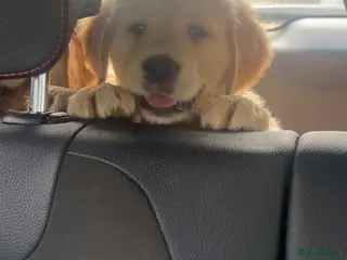 Golden Retriever dogs 1 BOY LEFT KC HEALTH TESTED GOLDEN RETRIEVERS - Advert 1