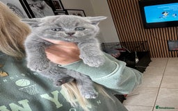 British Shorthair cats for sale: British shorthair boys ready now  - Image 3