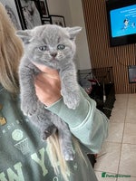 British Shorthair cats - Advert 13