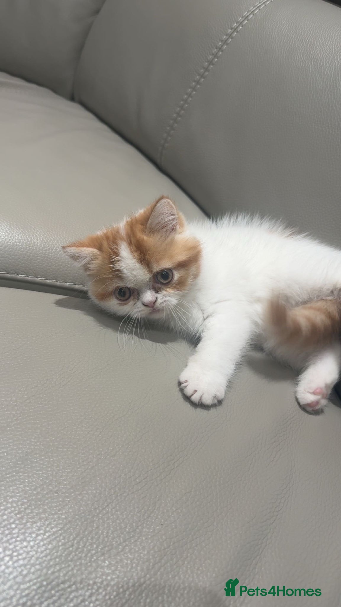 Exotic cats for sale: Male exotic shorthair kitten - Advert 2