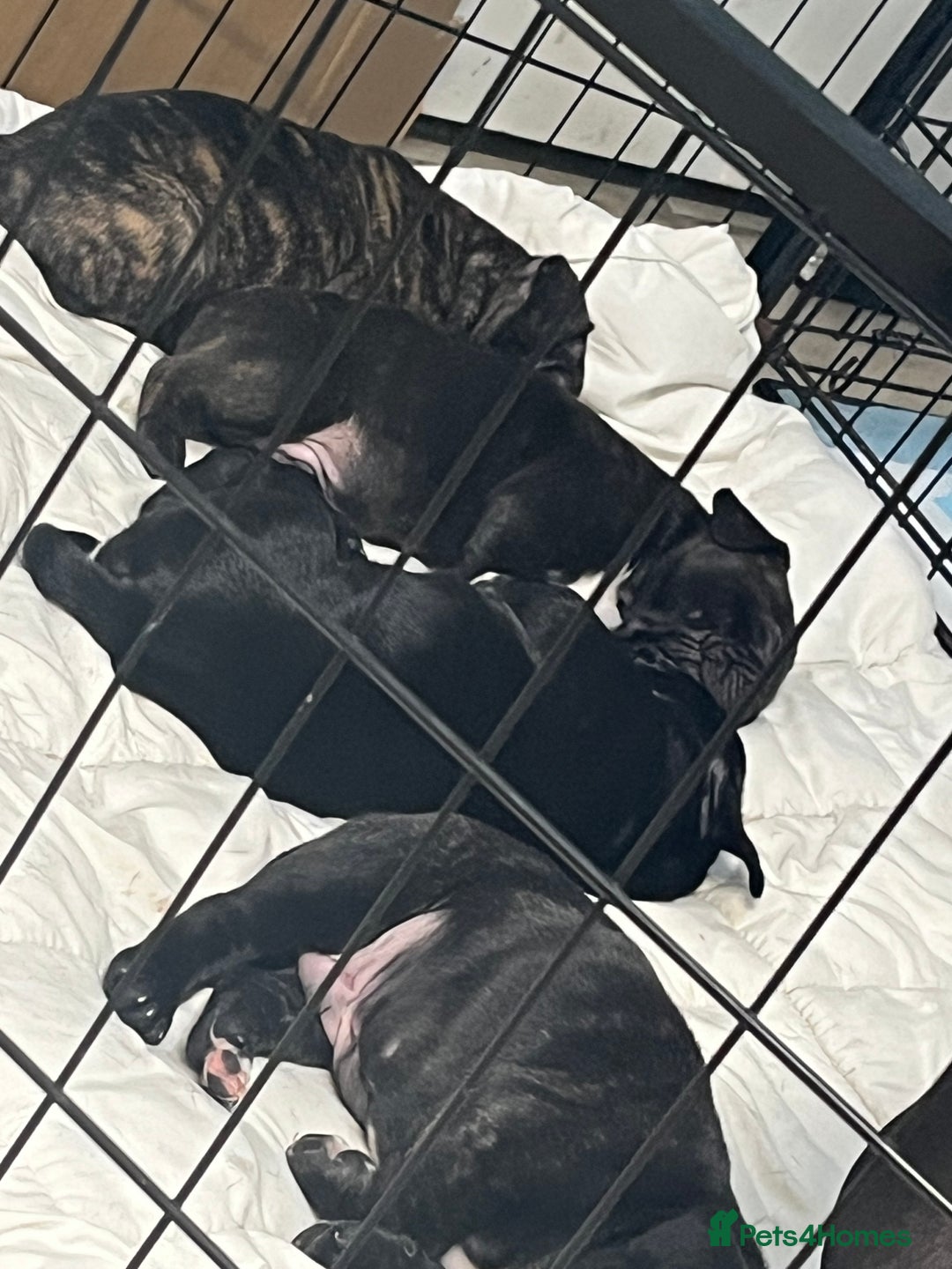 Mixed Breed dogs for sale: Staff x frenchie  - Advert 3