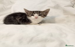 British Shorthair cats for sale: beautiful kittens available to pick up - Image 24