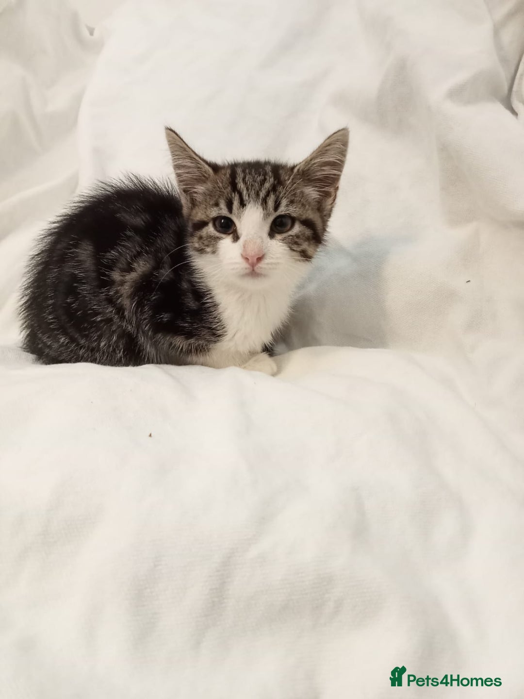 British Shorthair cats for sale: beautiful kittens available to pick up - Image 24