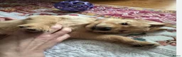 Golden Retriever dogs for sale: 2 adorable Golden Retrievers - Advert 5