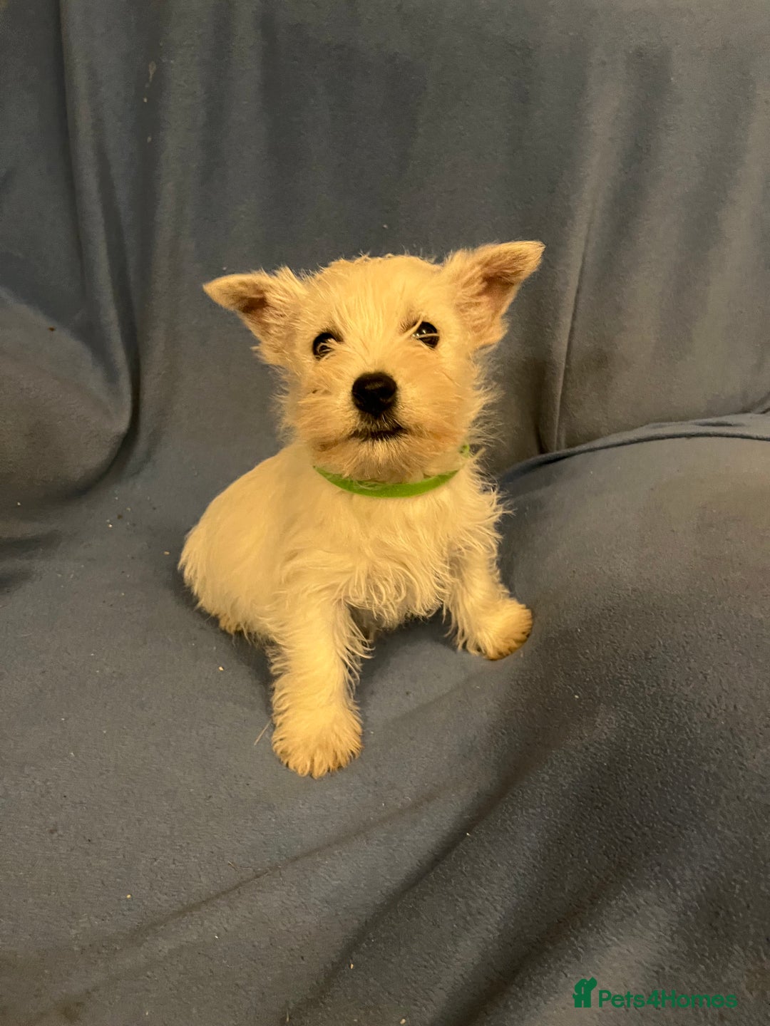 West Highland Terrier dogs for sale: Lovely litter of Westie Puppies - Advert 9