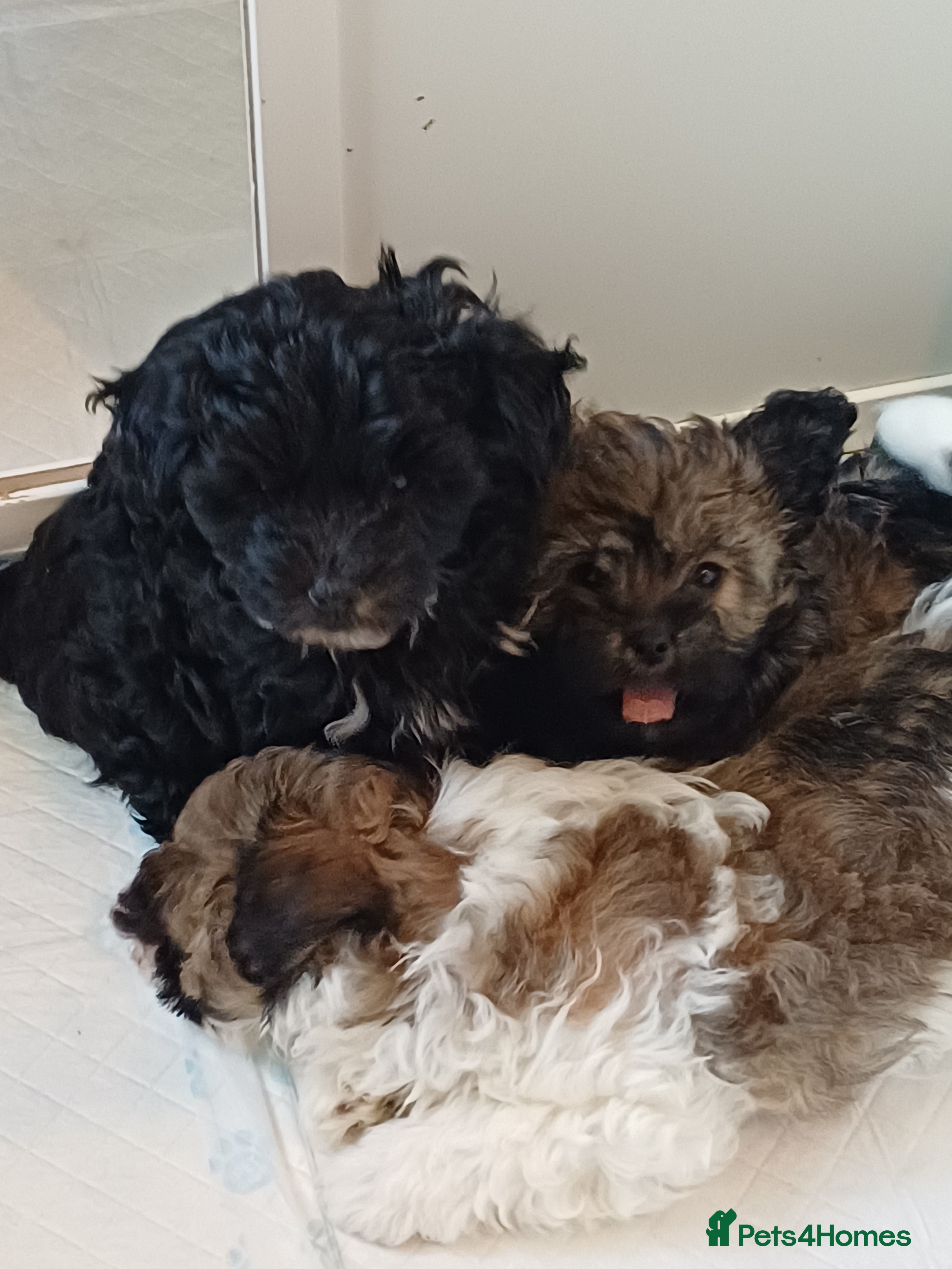 Mixed Breed dogs Ready now Asian poodle type chorkiepoo toy breed.  - Advert 10