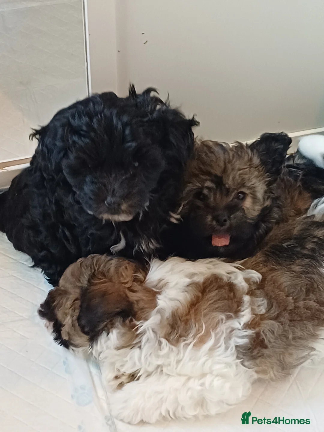 Mixed Breed dogs for sale: Ready now Asian poodle type chorkiepoo toy breed.  - Advert 1