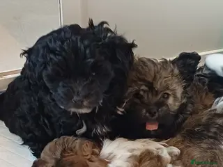 Mixed Breed dogs Ready now Asian poodle type chorkiepoo toy breed. - Advert 10
