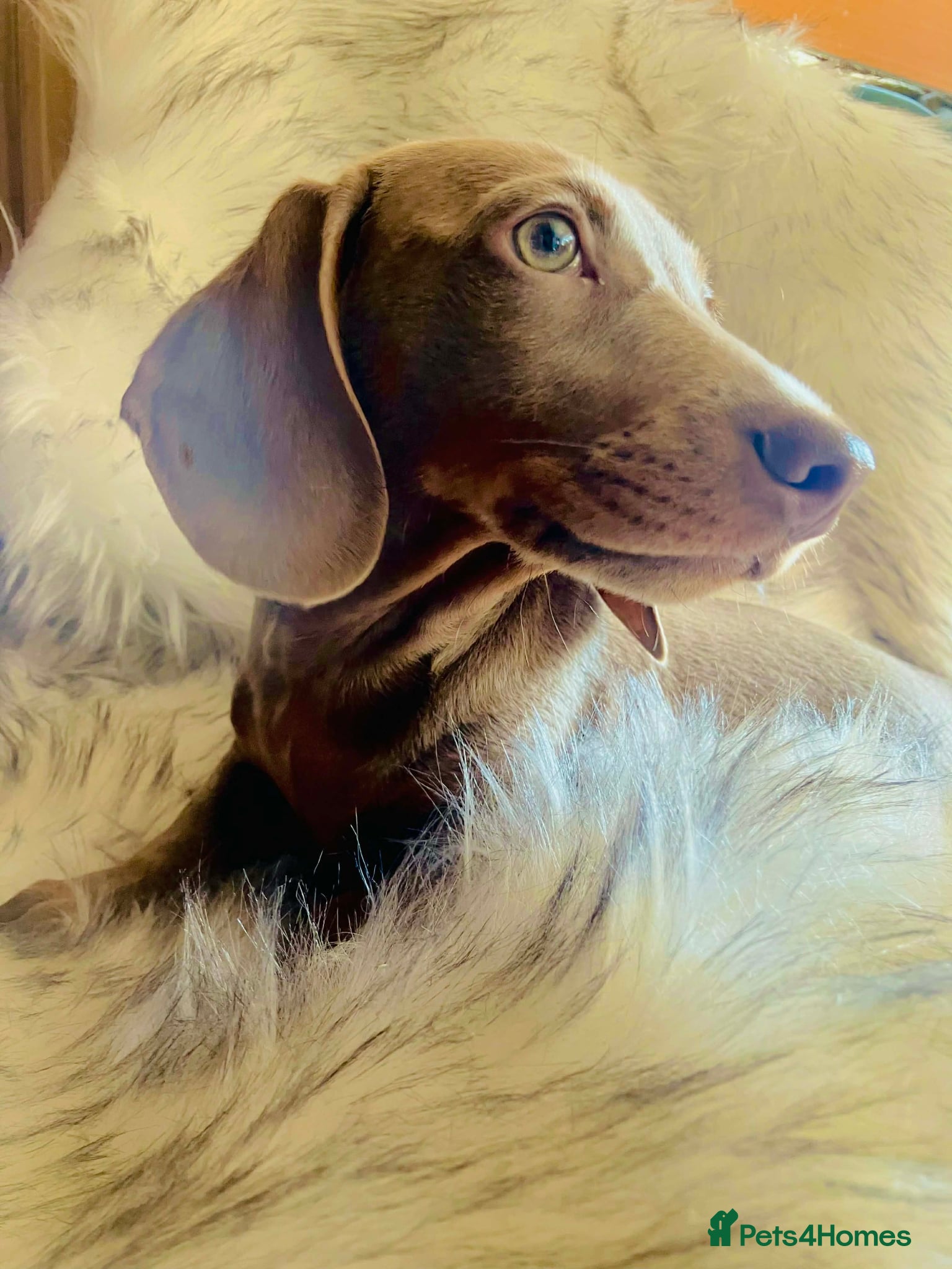 Miniature Dachshund dogs READY NOW Isabella Tan Miniature Dachshund - Advert 5