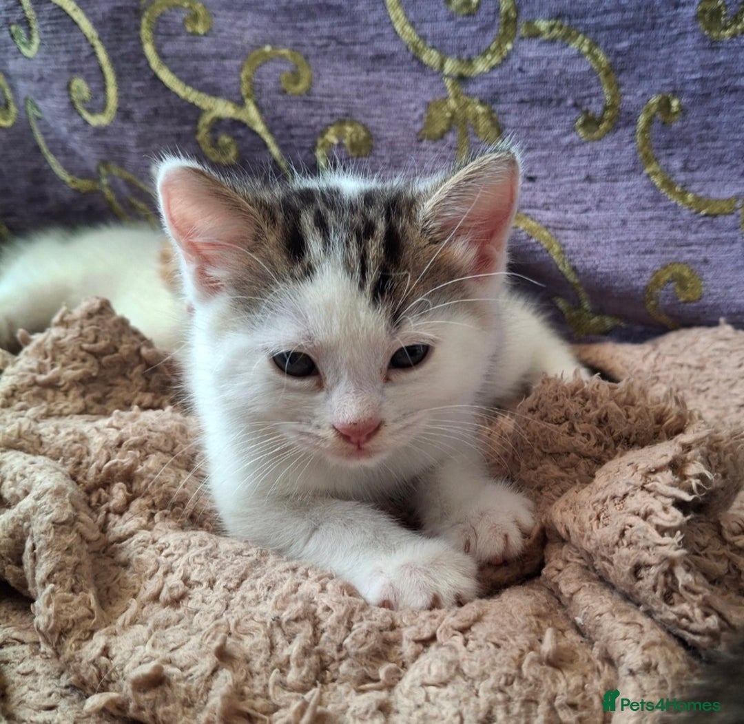 Mixed Breed cats for sale: 3 Adorable Fluffy Kittens - Image 20
