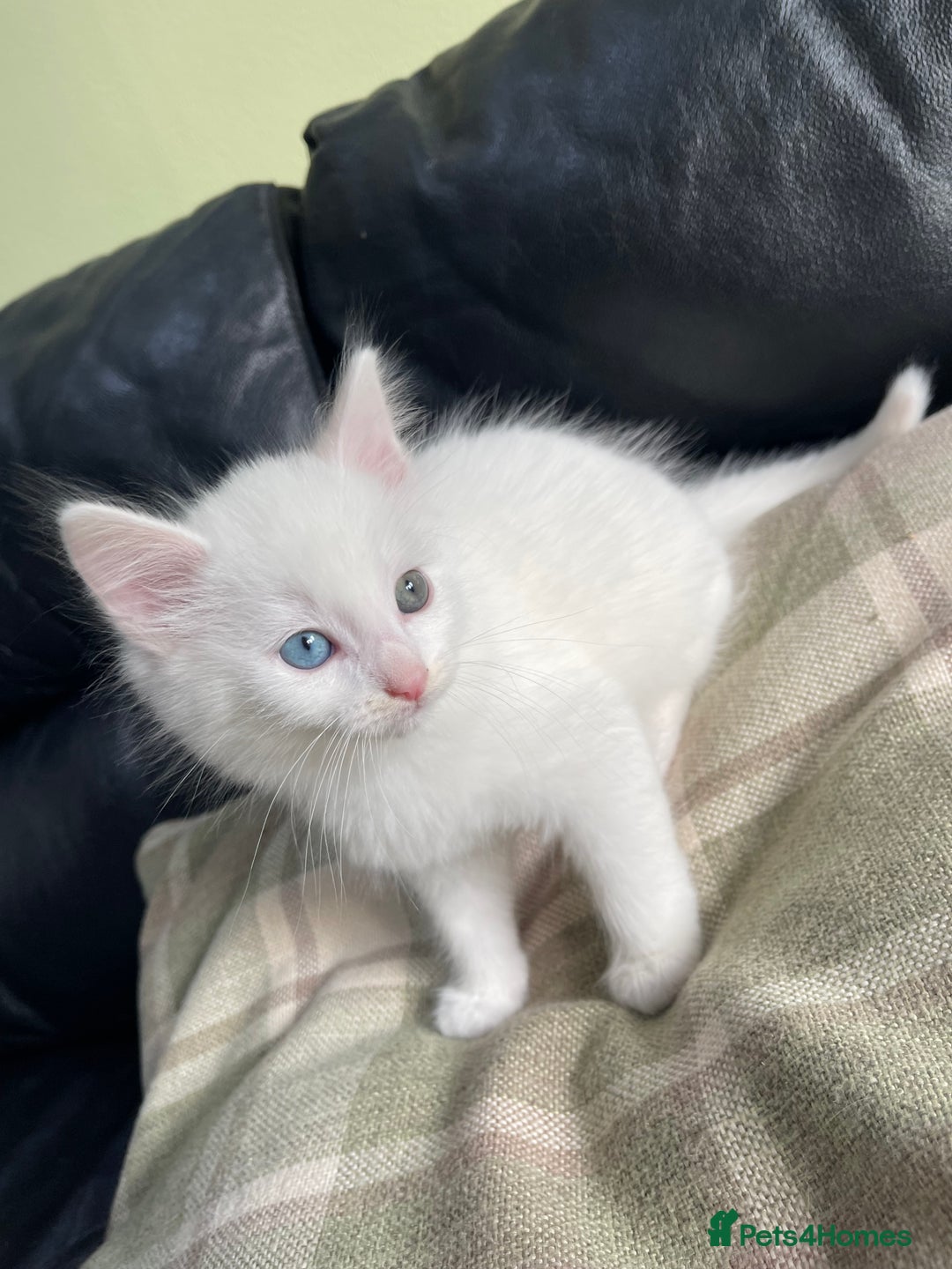 Mixed Breed cats for sale: Beautiful mixed kittens long and shorty hair - Advert 8