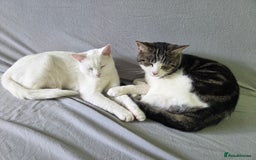 Mixed Breed cats for sale: Beautiful affectionate 4 year old female cat - Image 2