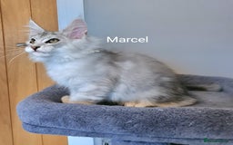 Maine Coon cats for sale: TICA Registered Show quality Maine Coon Kittens in Hull - Image 26