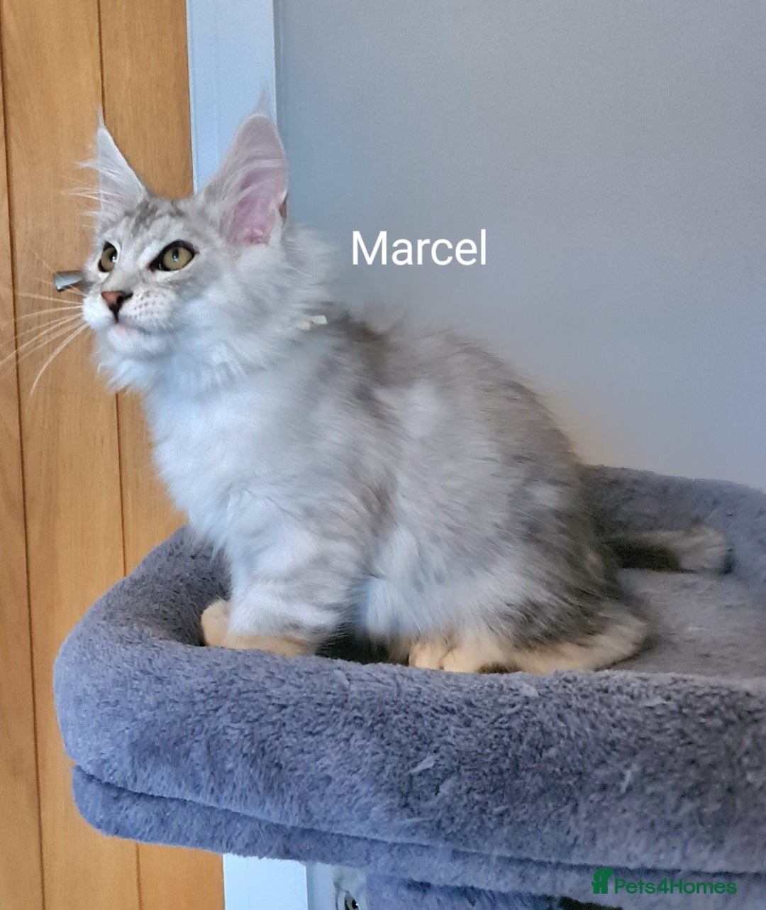 Maine Coon cats for sale: TICA Registered Show quality Maine Coon Kittens in Hull - Image 26