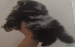 Pomeranian dogs for sale: Beautiful litter xxsmall teddy bear poms  - Image 7